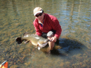 Dumaresq River Cod