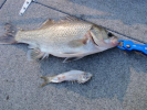 Brisbane River Food