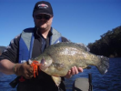 Pb 58cm Eildon Yella