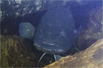 Murray Cod guarding eggs