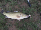 smashed surface lure just after heavy rain