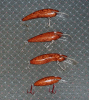 Silky Oak lures