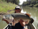 Murray Cod