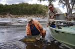 Copeton Cod