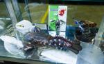 2015 Australian Lure Fly & Outdoors Expo