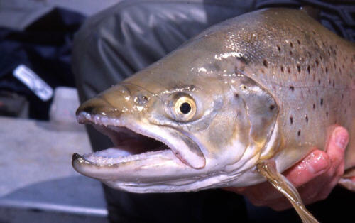 Trolling Shallow for Trout, by Neil Slater. Sweetwater Fishing Australia