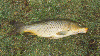 European Carp