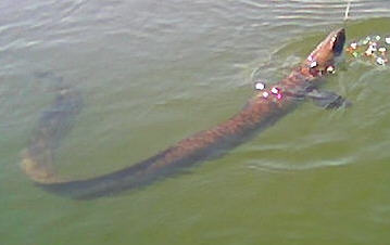 australian freshwater eels