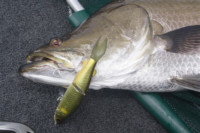 Lures that are a little different to what everyone uses can be an advantage,