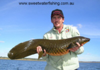 Queensland Lungfish