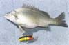 Silver Perch