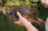 Macquarrie Perch