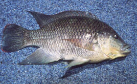 Tilapia in Australian Waters. Sweetwater Fishing Australia