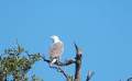 white breasted sea eagle