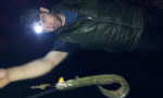 night eel