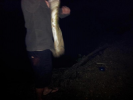 monster eel 1 metre