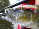 Mary River Cod on homemade lure